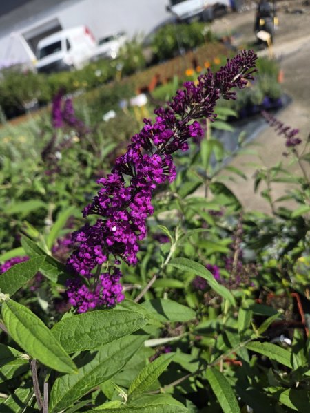 MOTÝLÍ KEŘ - BUDDLEJA DAVIDII ROYAL RED