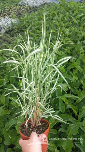 PHALARIS ARUNDINACEA FEESEY - CHRASTICE RÁKOSOVITÁ