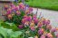ERYSIMUM ERYSISTIBLE TRICOLOR
