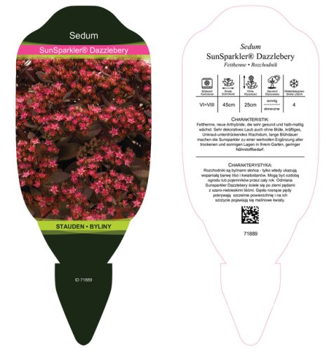 SEDUM SUNSPARKELR DAZZLEBERY®