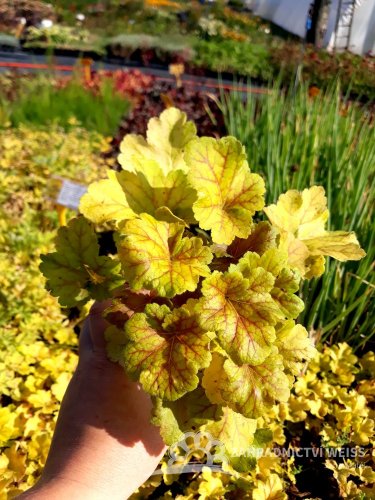 HEUCHERA - ELECTRA