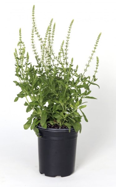 ŠALVĚJ NÁDHERNÁ - SALVIA SUPERBA 'MERLEAU WHITE'