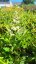 ASTILBE - ČECHRAVA ASTARY WHITE
