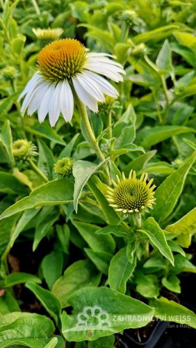 ECHINACEA PURPUREA WHITE SWAN