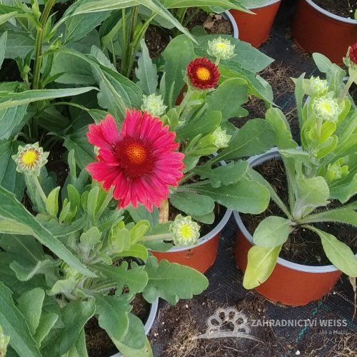 KOKARDA - GAILLARDIA "MESA RED"