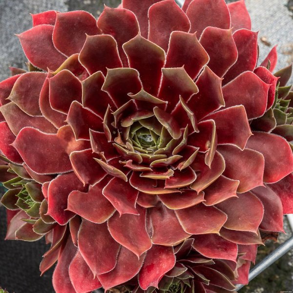 NETŘESK – SEMPERVIVUM BIG SAM RUBY STAR