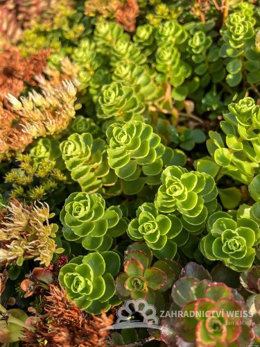 SEDUM SPURIUM ALBUM