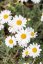 RMEN BARVÍŘSKÝ – ANTHEMIS CARPATICA KAPATENSCHNEE