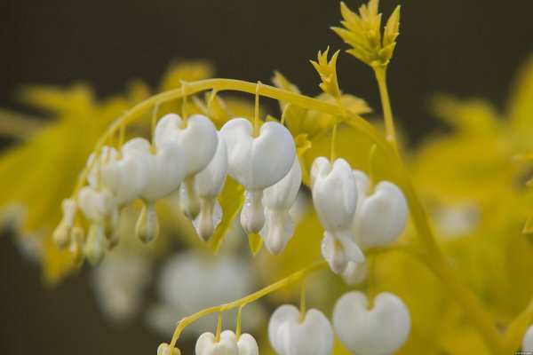 SRDCOVKA NÁDHERNÁ - DICENTRA WHITE GOLD