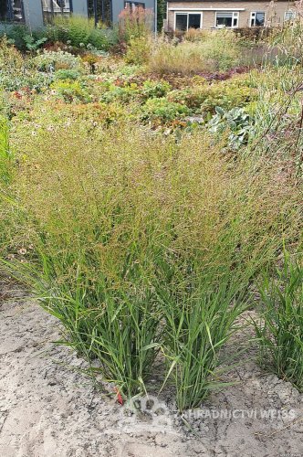 PROSO PRUTNATÉ - PANICUM VIRGATUM BUFFALO GREEN