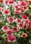 ECHINACEA PURPUREA RASPBERRY TRUFFLE