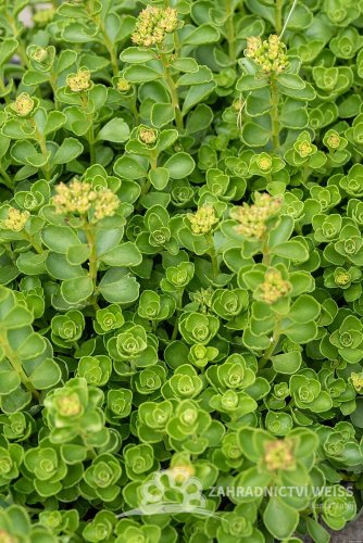 SEDUM SPURIUM ALBUM
