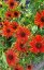 ECHINACEA PURPUREA – ORANGE SKIPPER