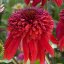 TŘAPATKA NACHOVÁ -  ECHINACEA "ECCENTRIC"