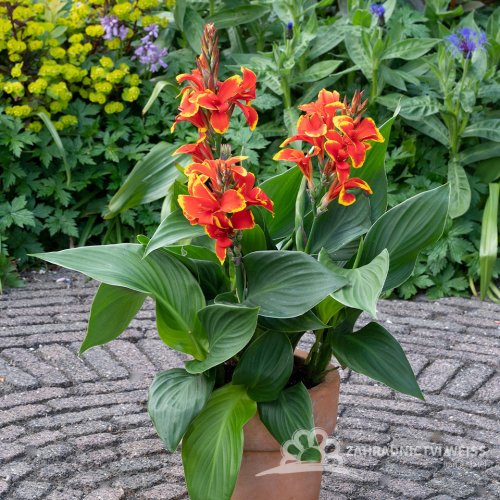 CANNA CANNOVA - RED GOLDEN FLAME