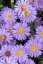 ASTRA PODZIMNÍ – ASTER DUMOSUS PROF. ANTON KIPPENBERG
