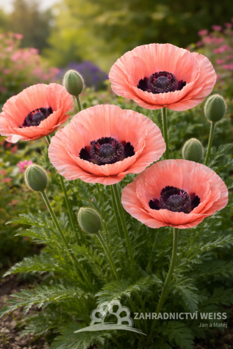 MÁK VÝCHODNÍ - PAPAVER ORIENTALE PRINCESS VICTORIA LOUISE