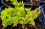 CAMPANULA GARGANICA DICKSON´S GOLD