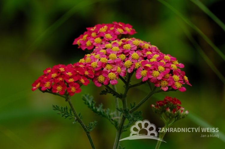 ACHILLEA MILLEFOLIUM MILLY ROCK CHERRY