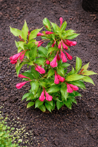 WEIGELIA HYBRIDA - ČERVENÁ