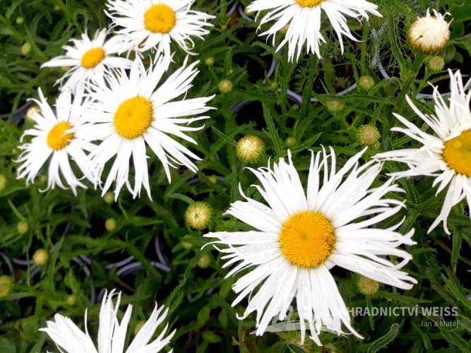 LEUCANTHEMUM MAXIMUM "SWEET DAISY CHER" - KOPRETINA VELKOKVĚTÁ