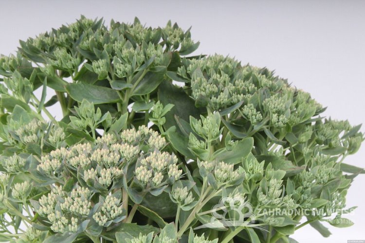 ROZCHODNÍK - SEDUM HYBR. ABBY DORE