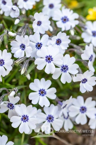 PHLOX SUBULATA BAVARIA