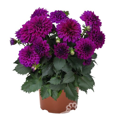 JIŘINA – DAHLIA HYPNOTICA PURPLE