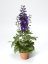 DELPHINIUM DARK BLUE