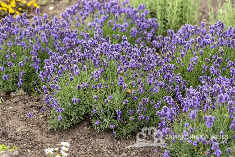 LEVANDULA ANGUSTIFOLIA -  THUMBELINA LEIGHT