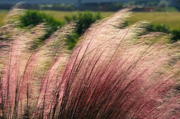MUHLA MEXICKÁ - MUHLENBERGIA CAPILLARIS