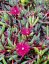 DELOSPERMA HYB. DESERT DANCER RED