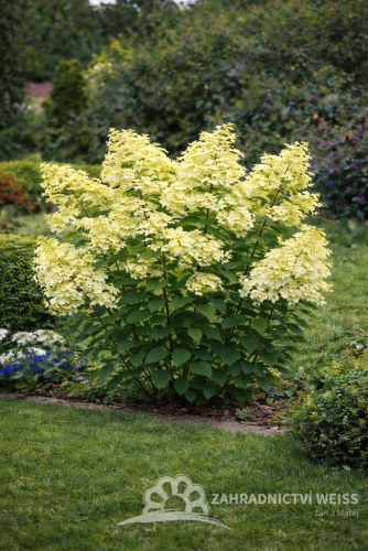 HORTENZIE LATNATÁ - HYDRANGEA MELBA FRAISE