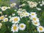 KOPRETINA - LEUCANTHEMUM VULGARE MAIKÖNIGIN