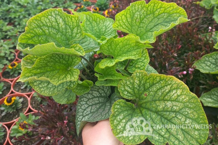 POMĚNKOVEC VELKOLISTÝ – BRUNNERA MACROPHYLLA ALEXANDER´S GREAT