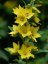VRBINA TEČKOVANÁ - PUNCTATA LYSIMACHIA