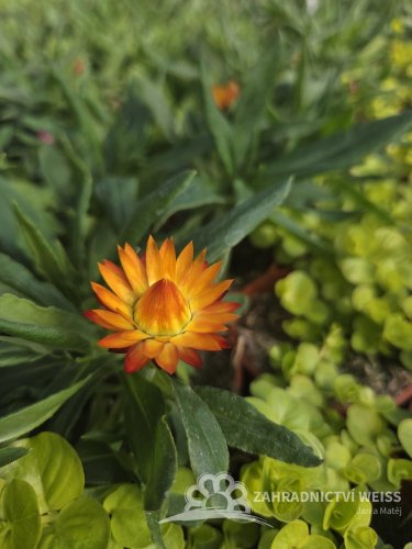 SLAMĚNKA BRACTEANTHA HELIANA SCARLET