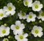 PÍSEČNICE HORSKÁ – ARENARIA MONTANA ‘SUMMER WHITE’
