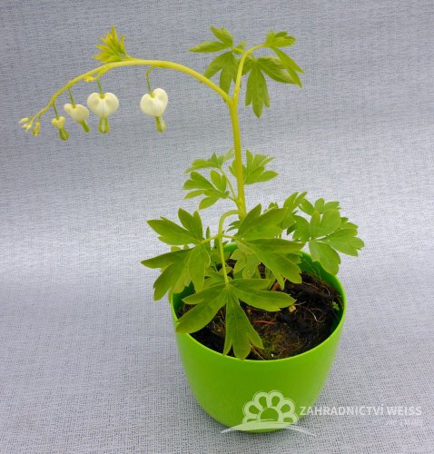 SRDCOVKA NÁDHERNÁ - DICENTRA SPECTABILIS ALBA