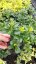 PACHYSANDRA TERMINALIS GREEN SHEEN