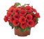 PETÚNIE - PETUNIA SWEETUNIA RED