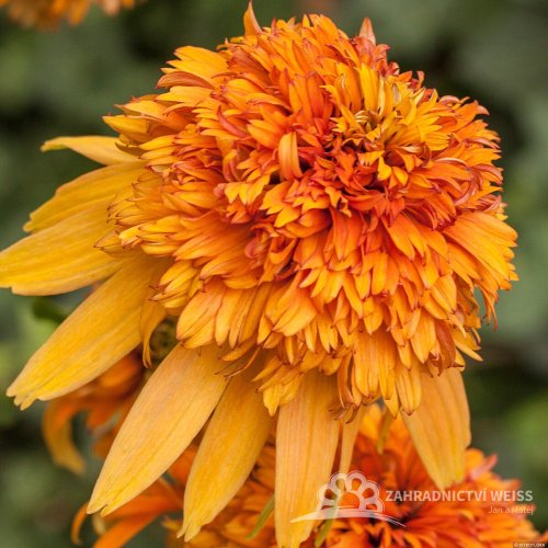 ECHINACEA PURP. MARMALADE