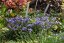 JIRNICE - POLEMONIUM HEAVEN SCENT