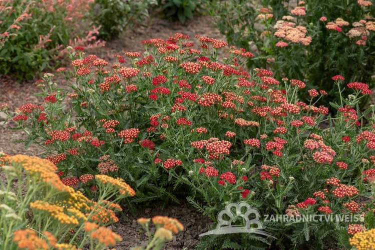 ACHILLEA MILEFOLIUM SASSY SUMMER SANGRIA
