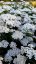 ACHILLEA MILLEFOLIUM SCHNEETALER