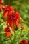 ECHINACEA HOT PAPAYA