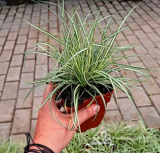 CAREX OSHIMENSIS MOONLIGHT