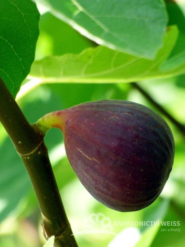 FÍKOVNÍK SMOKVOŇ- FICUS CARICA "BROWN TURKEY"