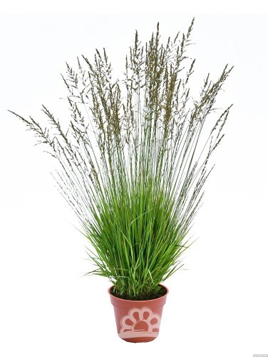 BEZKOLENEC MODRÝ - MOLINIA CAERULEA HEIDEZWERG