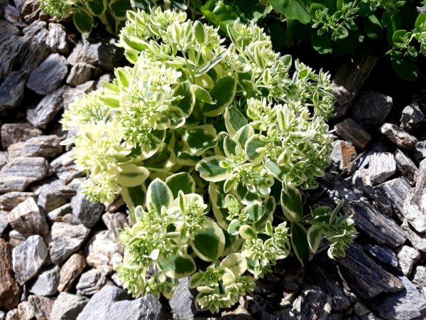SEDUM - ROZCHODNÍK PANAŠOVANÝ